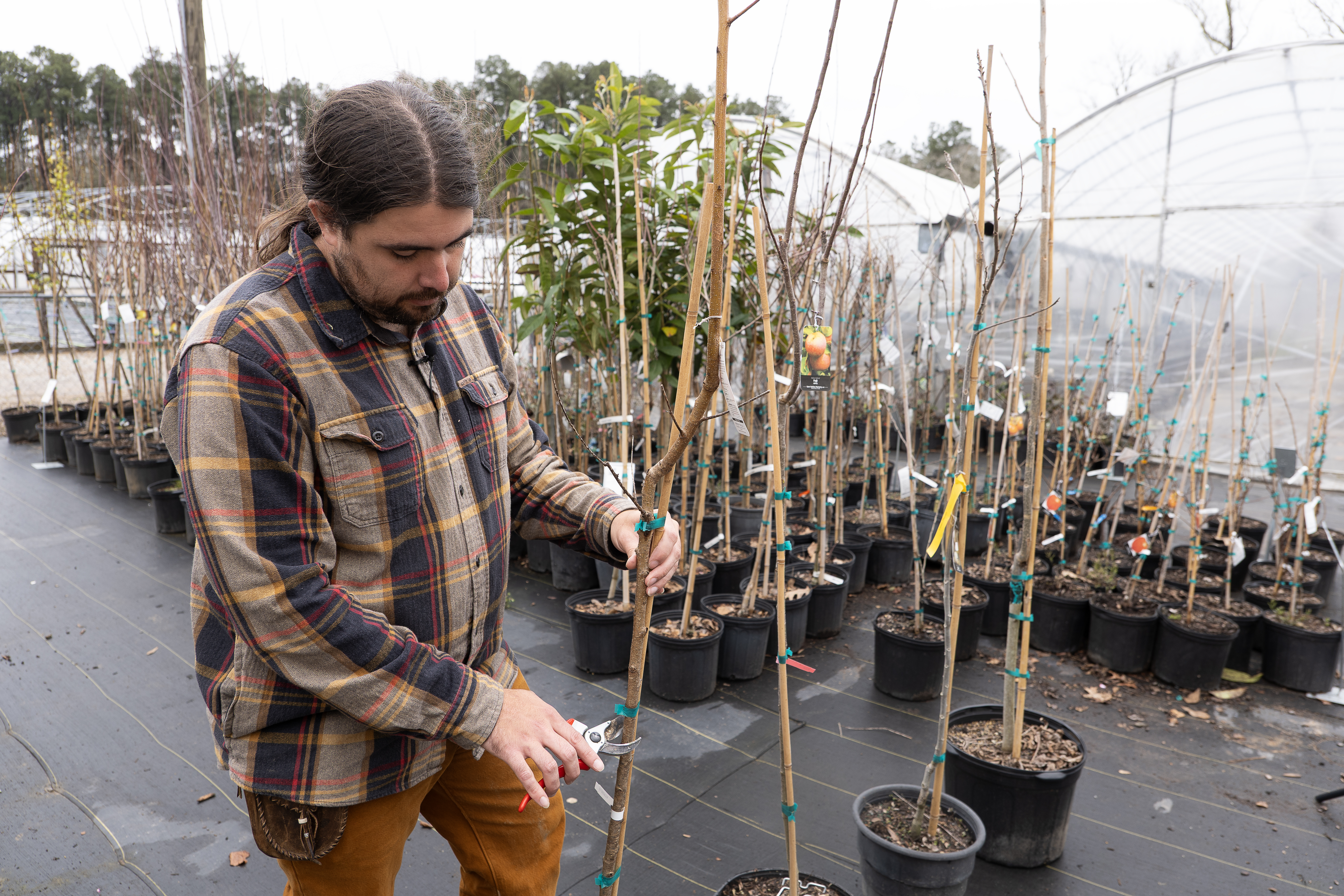 Getting in shape: Pruning boosts health and productivity of fruit and nut trees